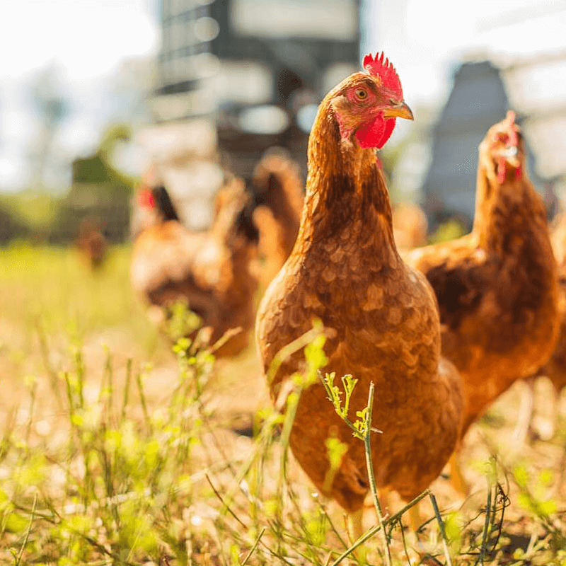 Chickens eating scraps